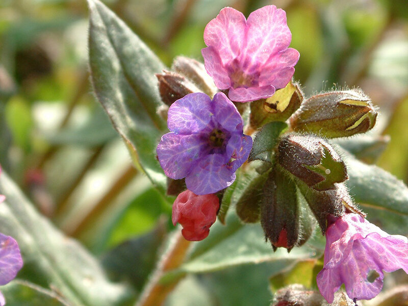 Pulmonaria mollis