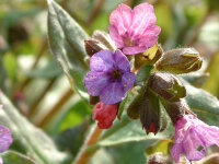 Pulmonaria mollis