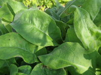Pulmonaria mollis