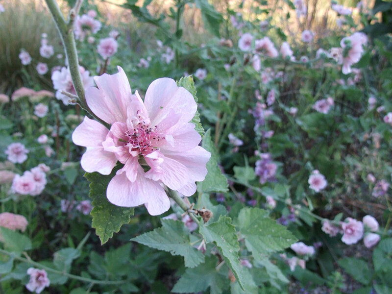 Alcea Hybr. Parkrondell