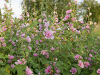 Alcea Hybr. Parkrondell