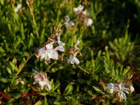 Gaura lindheimeri Elurra