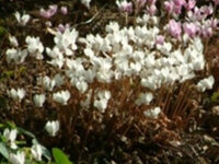Cyclamen hederifolium Perlenteppich