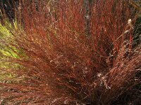 Schizachyrium scoparium  Blue Heaven® P1