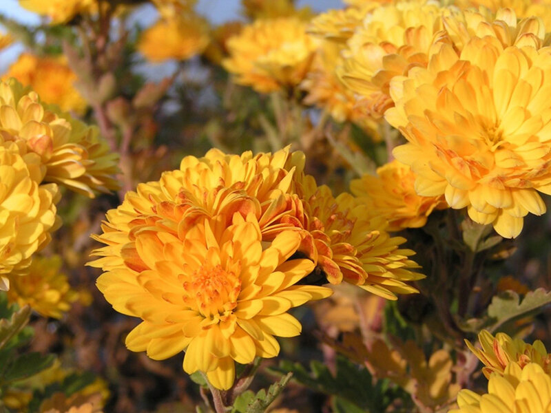 Chrysanthemum Bienchen