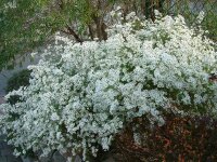 Aster (Symphyotrichum) ericoides Schneegitter