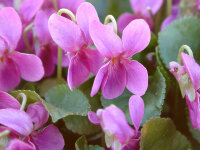 Viola odorata f. rubra (syn. Rubrum)