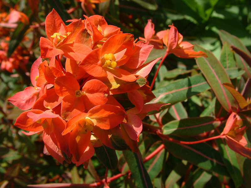 Euphorbia griffithii Fireglow