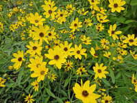 Coreopsis tripteris