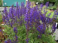 Salvia nemorosa Viola Klose