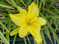 Hemerocallis Hybr. Buried Treasure