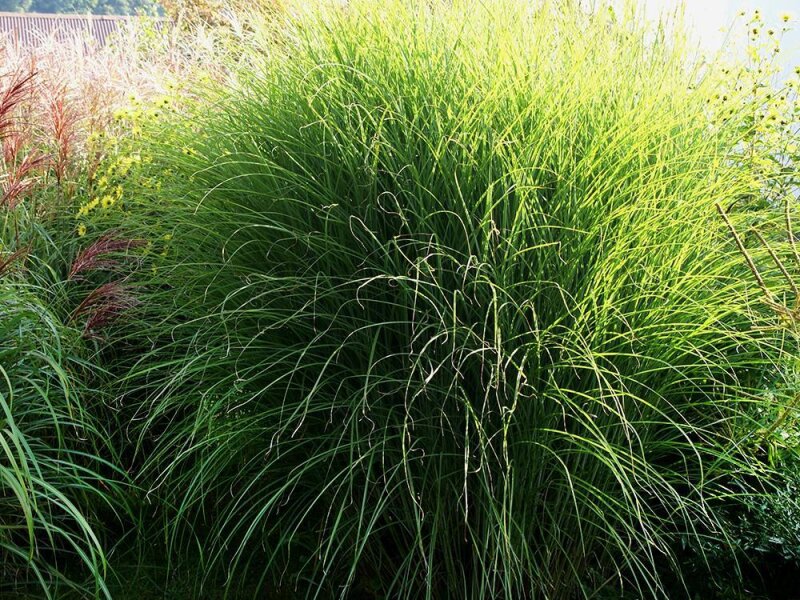 Miscanthus Sinensis-Hybr. Gracillimus P1