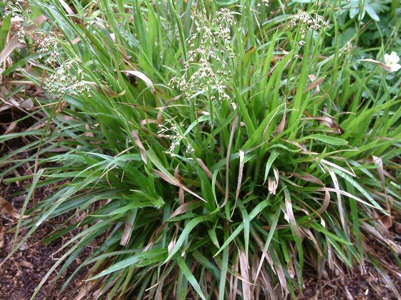 Luzula sylvatica