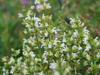 Salvia officinalis  f. albiflora