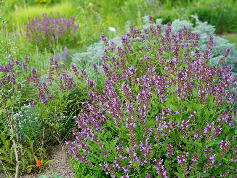Salvia officinalis