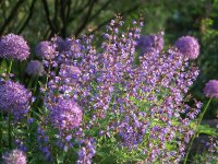 Salvia officinalis