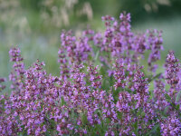 Salvia officinalis