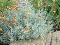 Helichrysum italicum