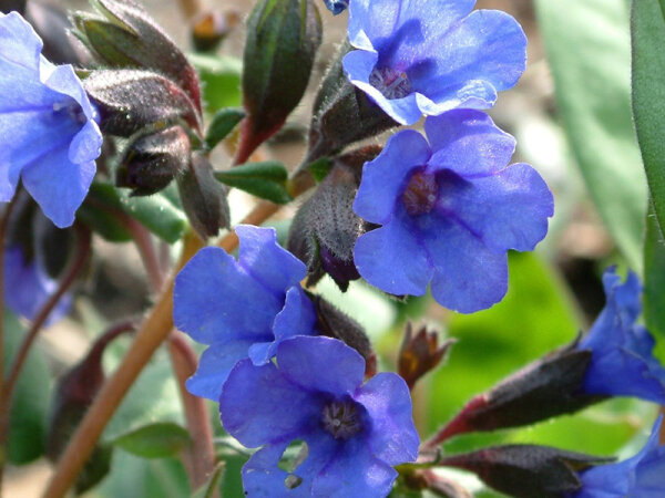 Pulmonaria dacica Blue Ensign