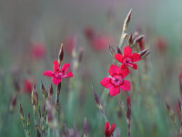 Dianthus deltoides Leuchtfunk