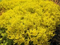 Sedum sexangulare