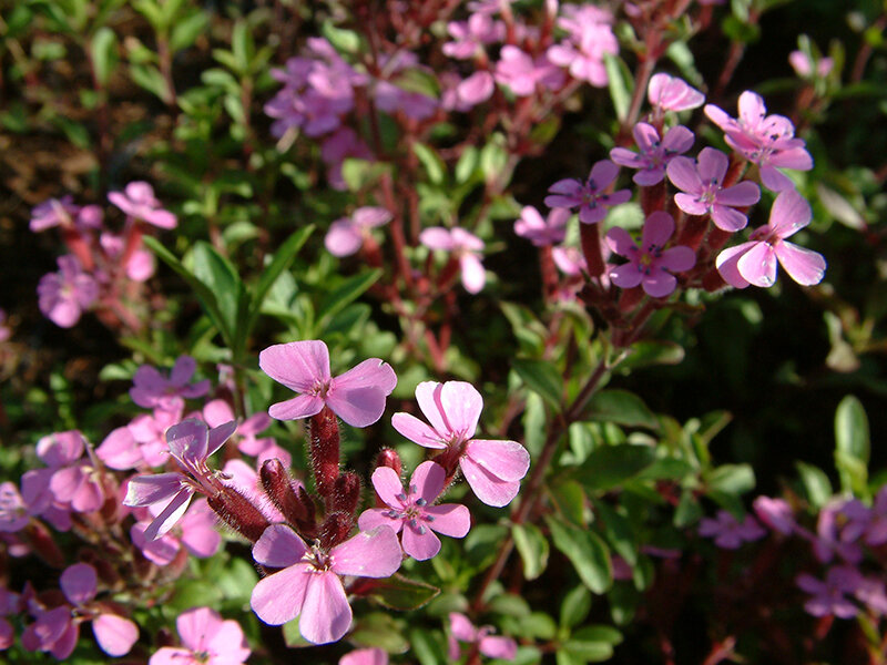 Saponaria ocymoides
