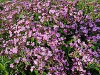 Saponaria ocymoides