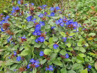 Ceratostigma plumbaginoides