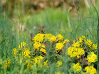 Euphorbia epithymoides (polychroma) Purpurea