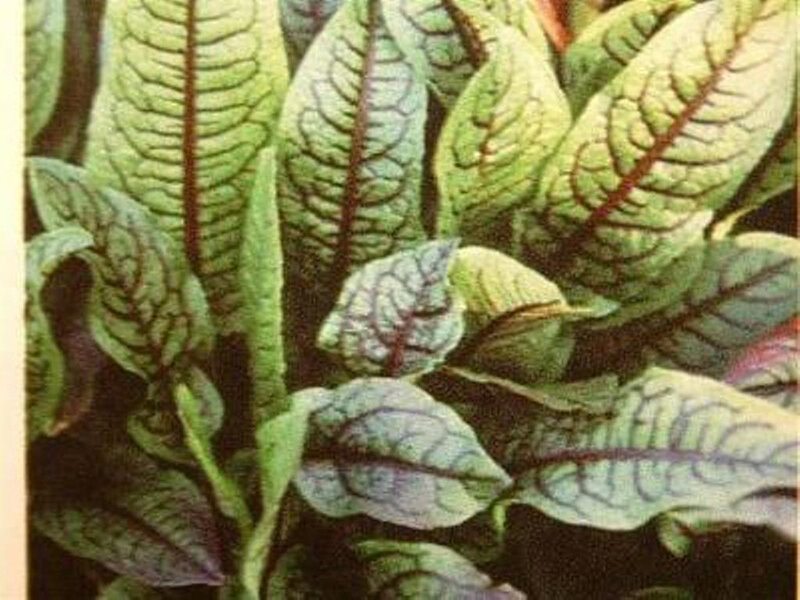 Rumex atrosanguinea