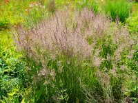 Calamagrostis x acutiflora Karl Foerster