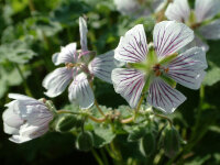 Geranium renardii