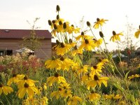 Rudbeckia nitida Juligold P1