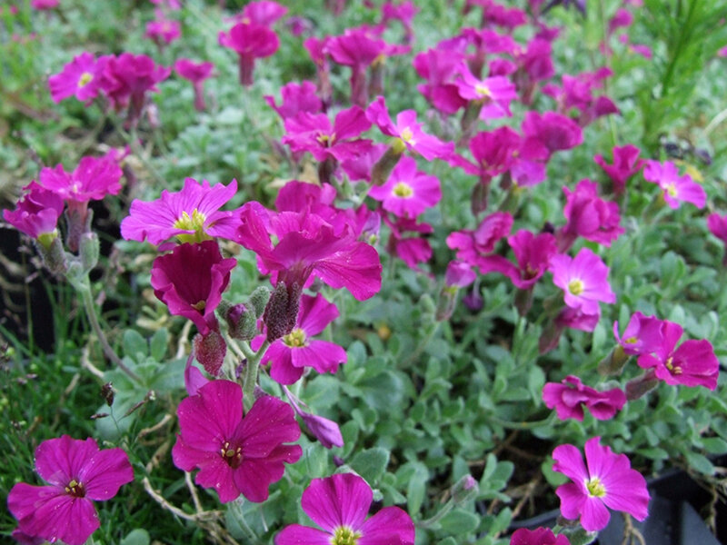 Aubrieta Hybr. Rubinfeuer