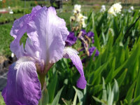Iris barbata-elatior Empress of India