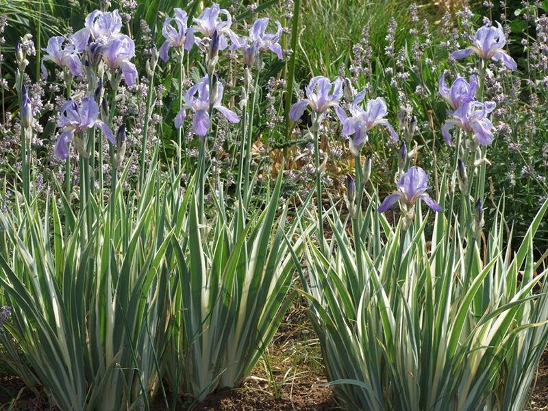 Iris pallida Albo-Marginata P1