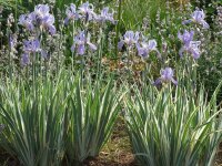 Iris pallida Albo-Marginata P1