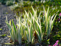 Iris pallida Albo-Marginata P1