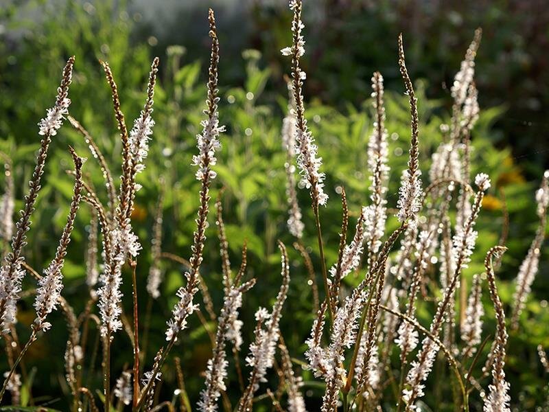 Bistorta amplexicaulis Alba