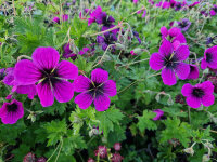 Geranium Hybr. Ann Folkard