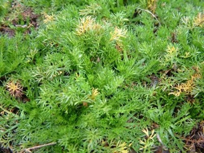 Chamaemelum nobile