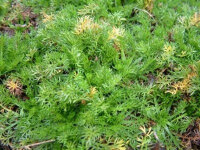 Chamaemelum nobile