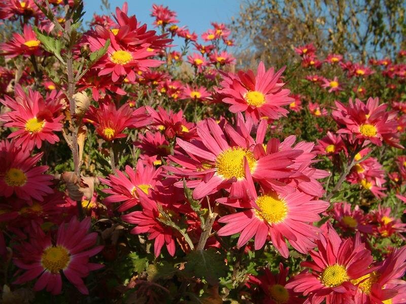 Chrysanthemum Oury (Hans Schmid‘)