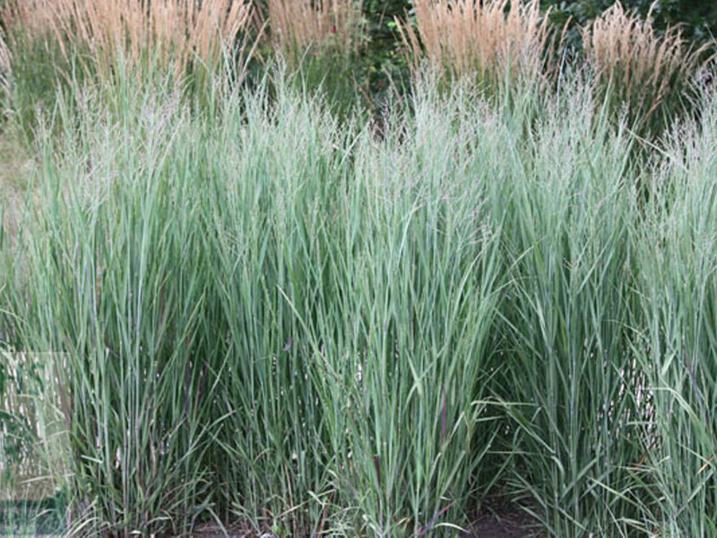 Panicum virgatum Heavy Metal***