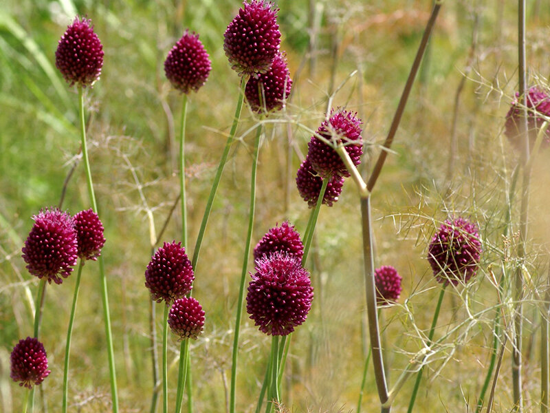 Allium sphaerocephalum (20 Stk.)