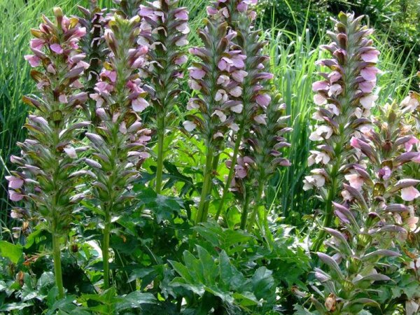 Acanthus hungaricus P1