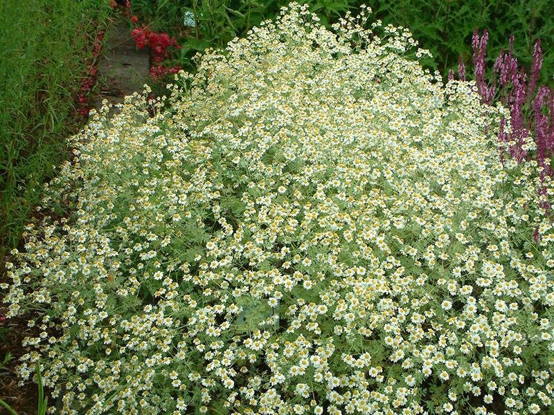 Tanacetum (Chrysanthemum) niveum Jackpot