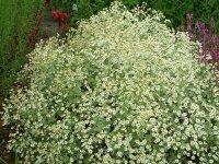 Tanacetum (Chrysanthemum) niveum Jackpot
