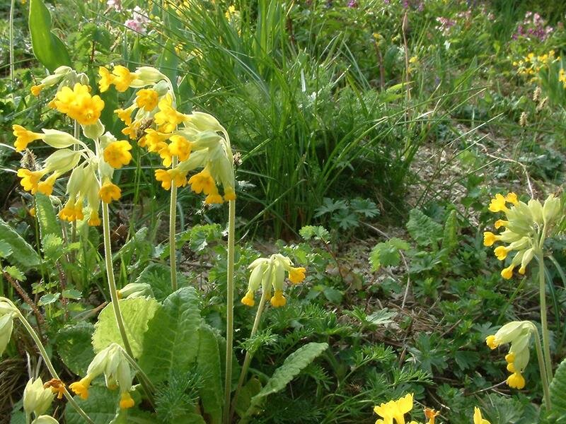 Primula veris ssp.veris