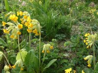 Primula veris ssp.veris